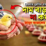 হাতে ধরে রাখা একটি ব্রয়লার মুরগির বাচ্চার ছবি, যা ব্রয়লারের দামের ওঠানামা নিয়ে প্রশ্ন করছে এবং আজকের দাম জানতে বলছে।