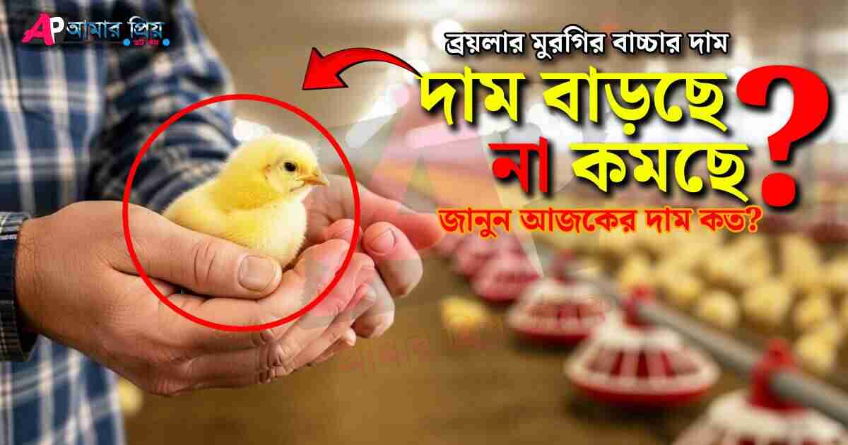 হাতে ধরে রাখা একটি ব্রয়লার মুরগির বাচ্চার ছবি, যা ব্রয়লারের দামের ওঠানামা নিয়ে প্রশ্ন করছে এবং আজকের দাম জানতে বলছে।