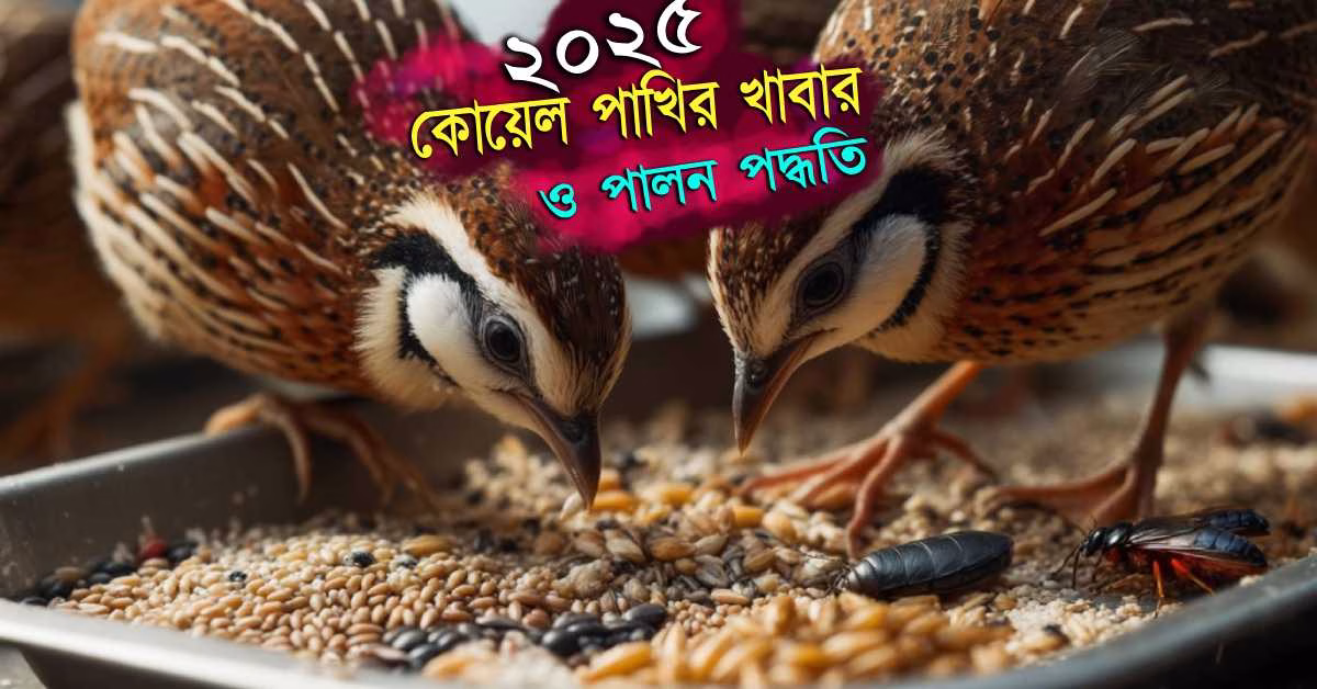 কোয়েল পাখির খাবার ও পালন পদ্ধতি ভ্যাকসিন সহ সম্পূর্ণ গাইড