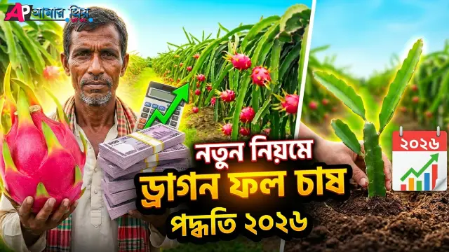 ড্রাগন ফল চাষ পদ্ধতি ও বাগান পরিচর্যা ২০২৬