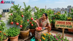 বেদানা চাষ ছাদ বাগান করেই