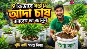 ছাদে এবং বাগানে বস্তায় আদা চাষ পদ্ধতি, মাটি তৈরি ও বীজ রোপণ।