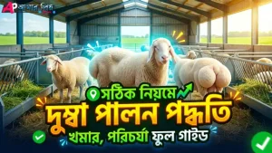 খামারে উন্নত জাতের দুম্বা পালন এবং এর খাবার খাওয়ার দৃশ্য